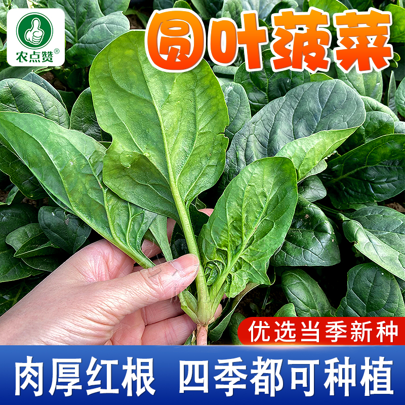 四季可种小叶菠菜种子