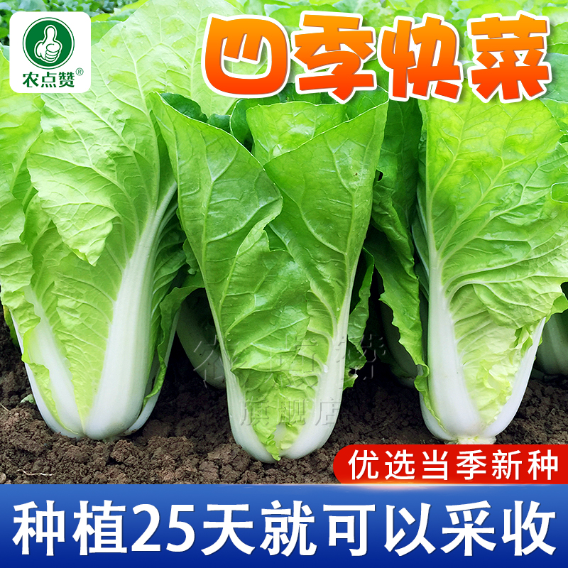 四季奶油快菜种子小白菜种孑菜种籽青菜速生快菜种籽蔬菜籽种大全 鲜花速递/花卉仿真/绿植园艺 家庭园艺种子 原图主图