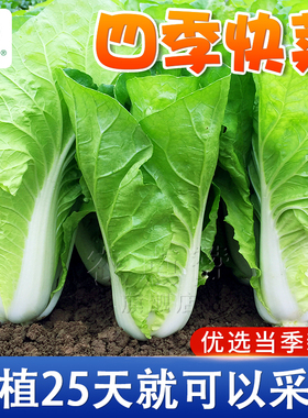 四季奶油快菜种子小白菜种子速生大白菜种籽青菜种籽蔬菜籽种大全