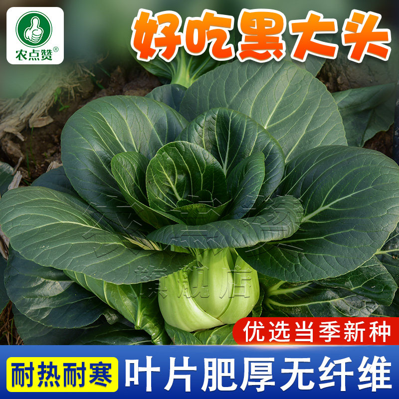 黑叶青菜种子黑大头菜种籽农家大叶矮脚白菜种孑四季耐热寒蔬菜籽