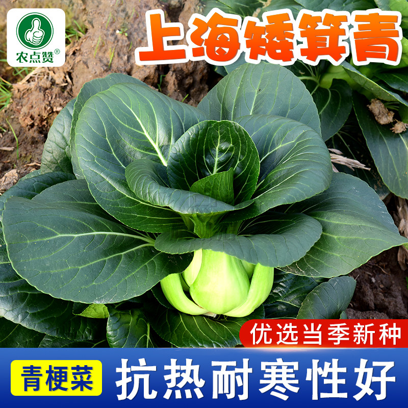 上海矮箕青梗菜种籽矮脚小青菜种孑阳台家庭盆栽蔬菜种子农家菜籽