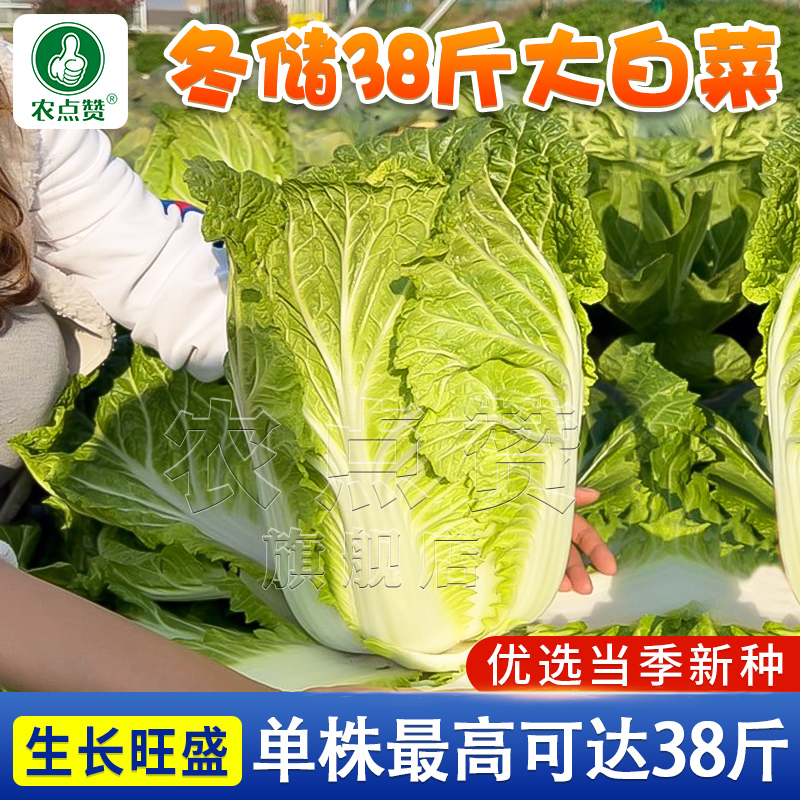 [大田种植]冬储38斤大白菜种子