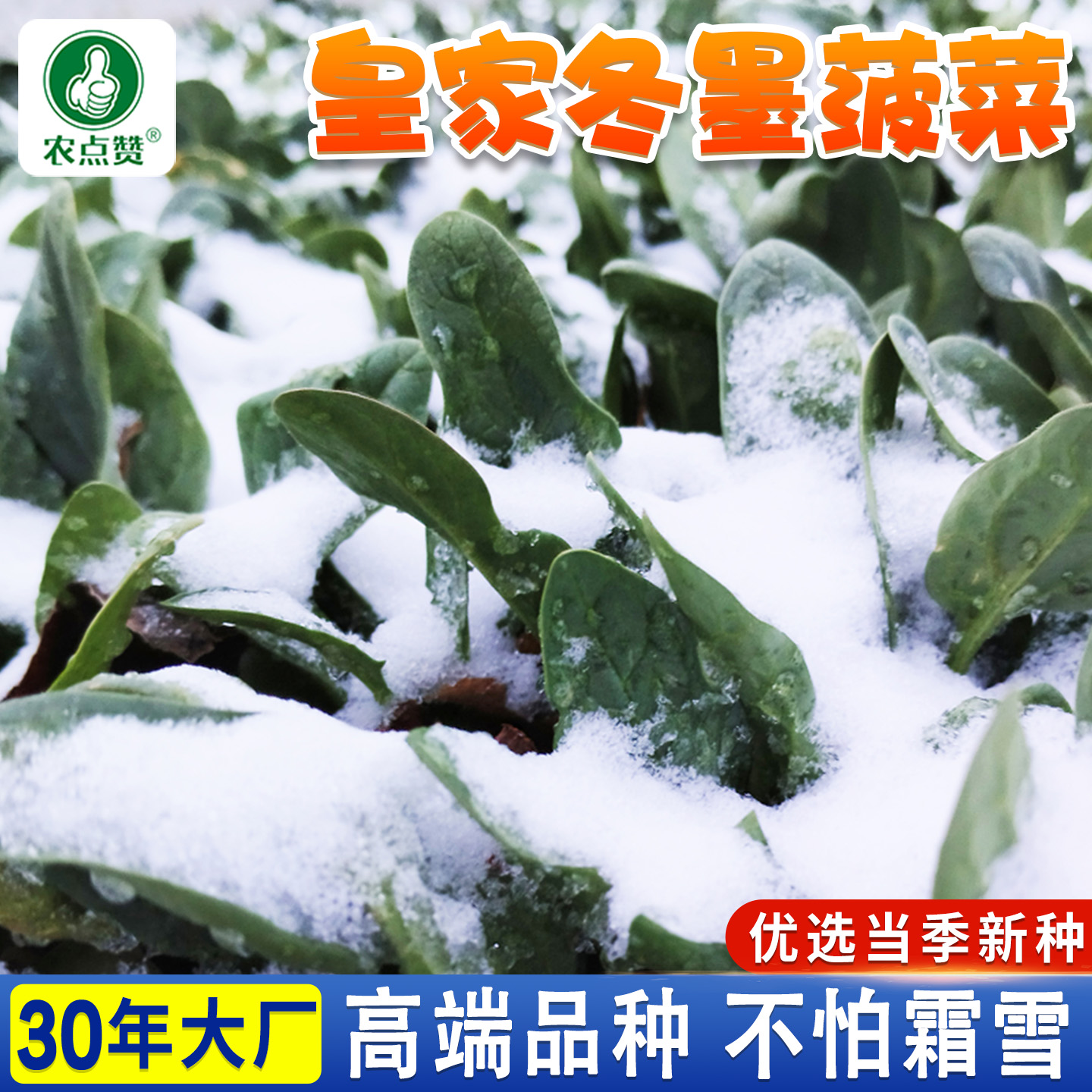 [秋冬耐寒]皇家冬墨菠菜种子