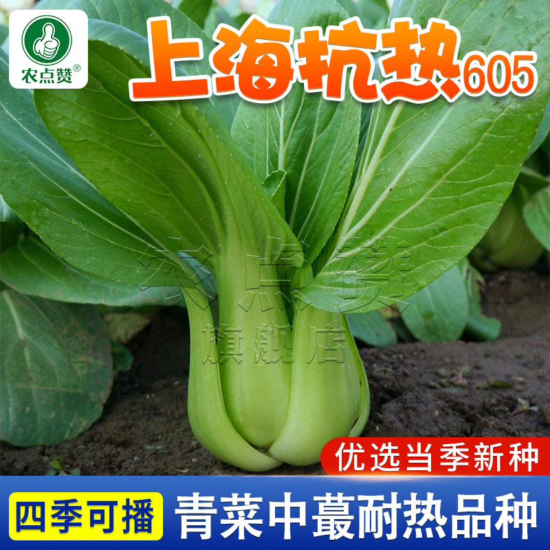 农点赞上海抗热605青菜耐热蔬菜种