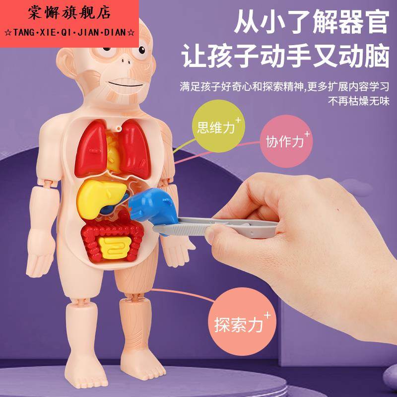 人体结构模型医学仿真玩具儿童科教内脏解剖器官3d可拆卸拼装躯干