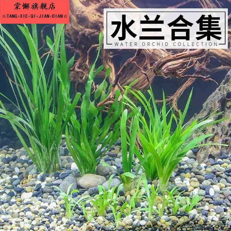 A迷你水兰水草苦草椒草原生溪流鱼缸造景套餐懒人阴性水下淡水植