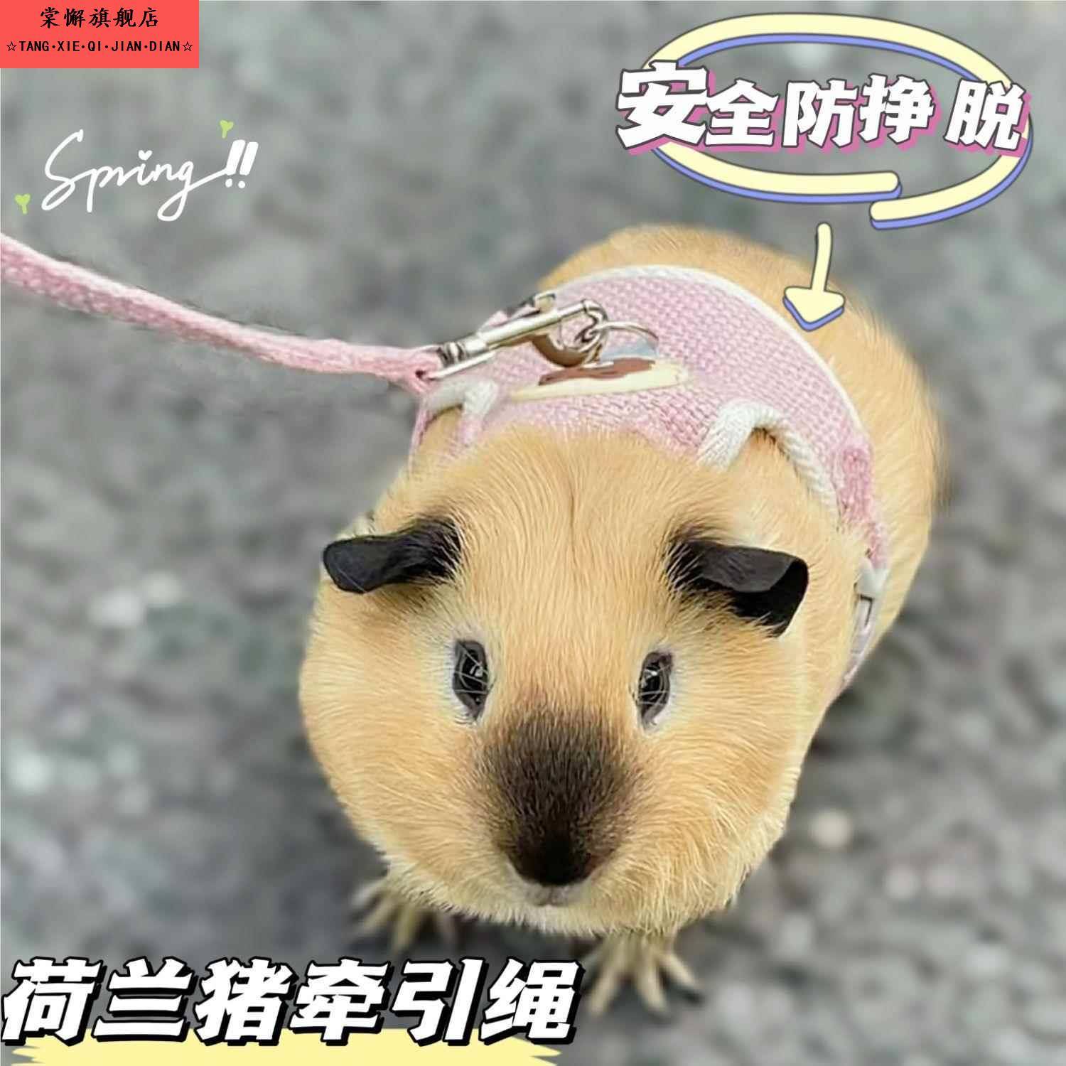 荷兰猪牵引绳豚鼠天竺鼠侏儒兔龙猫外出专用遛绳超小可调小宠通用