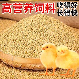 小鸡饲料开口料中大鸡养殖料专用芦丁鸡食粮全价料家禽钓鱼用打窝