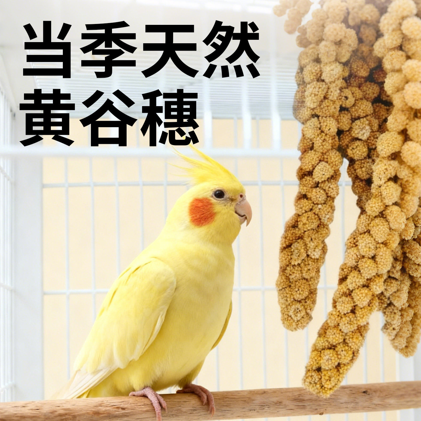 千鹦鸟舍天然精选黄谷穗玄凤虎皮牡丹饲料鸟粮鸟食文鸟珍珠鸟零食,宠物/宠物食品及用品,鸟食,淘宝优惠券,粉丝福利购,淘宝优惠卷