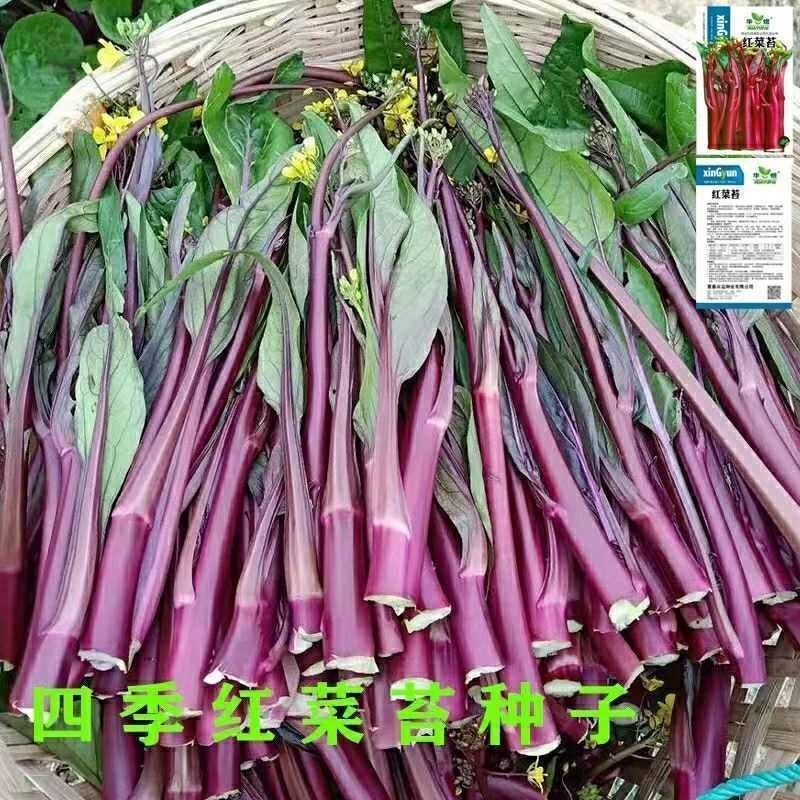 红菜苔种子四季甜菜种籽油菜种子苔青菜心盆栽阳台菜早熟苔芯白菜