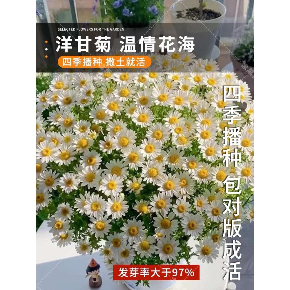 洋甘菊白晶菊花种子庭院盆栽花卉植物阳台易种小雏菊小白菊a0065