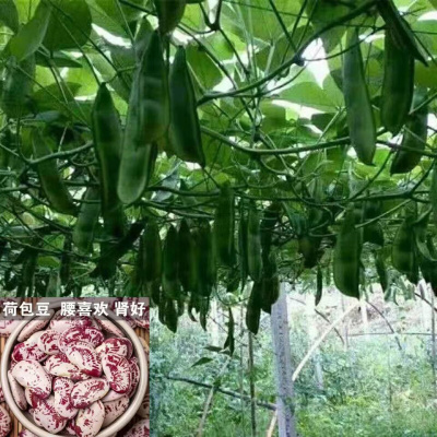 荷包豆种子肾豆种子种子豆长寿肾豆皇大高产帝豆种子蔬菜种子