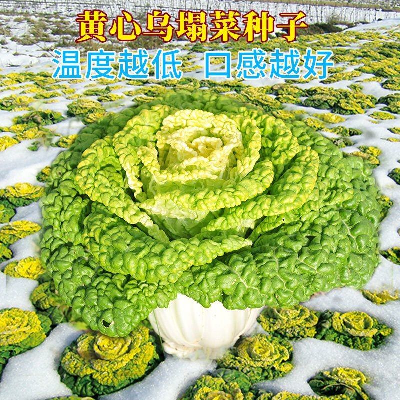 黄心乌菜种种子种籽冬天白菜乌塌菜四季青菜蔬菜孑黑菜秋冬季菜籽