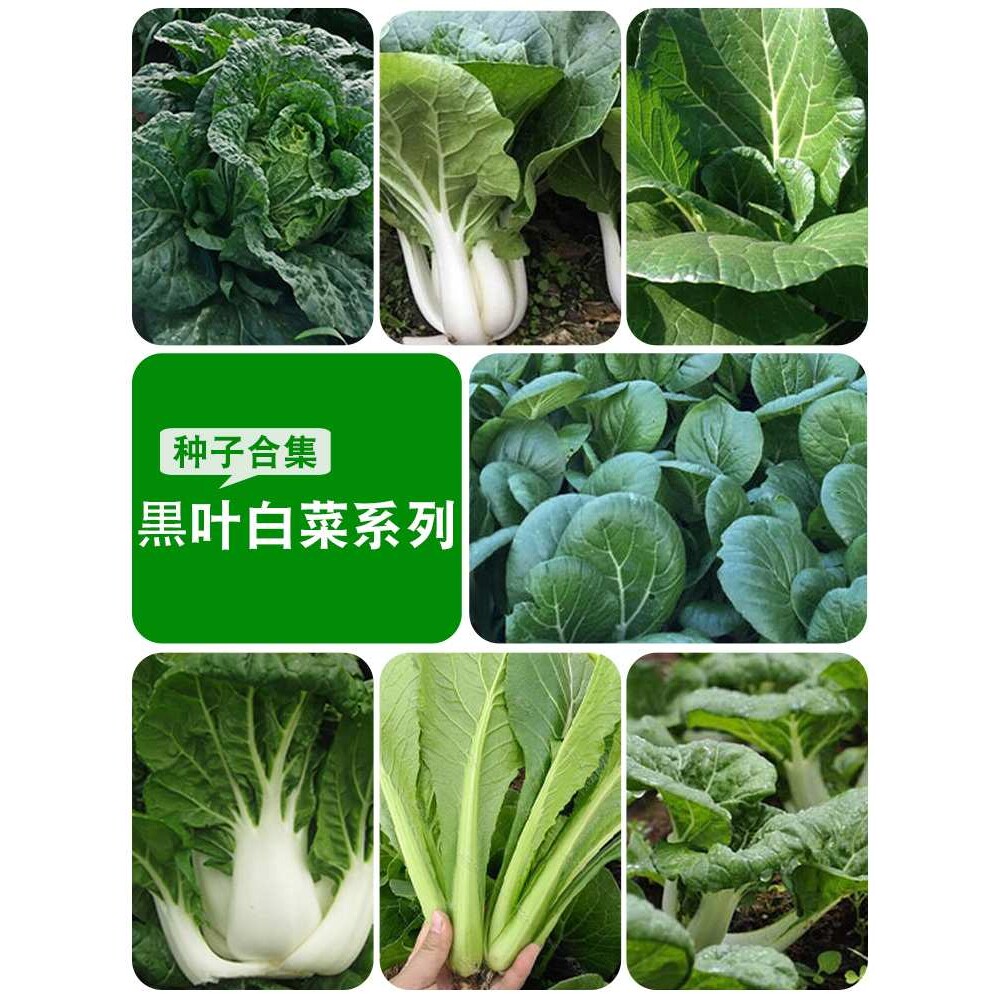 春夏季四季蔬菜种子小白菜中脚奶白菜庭院阳台种植乌塌菜菜籽种孑