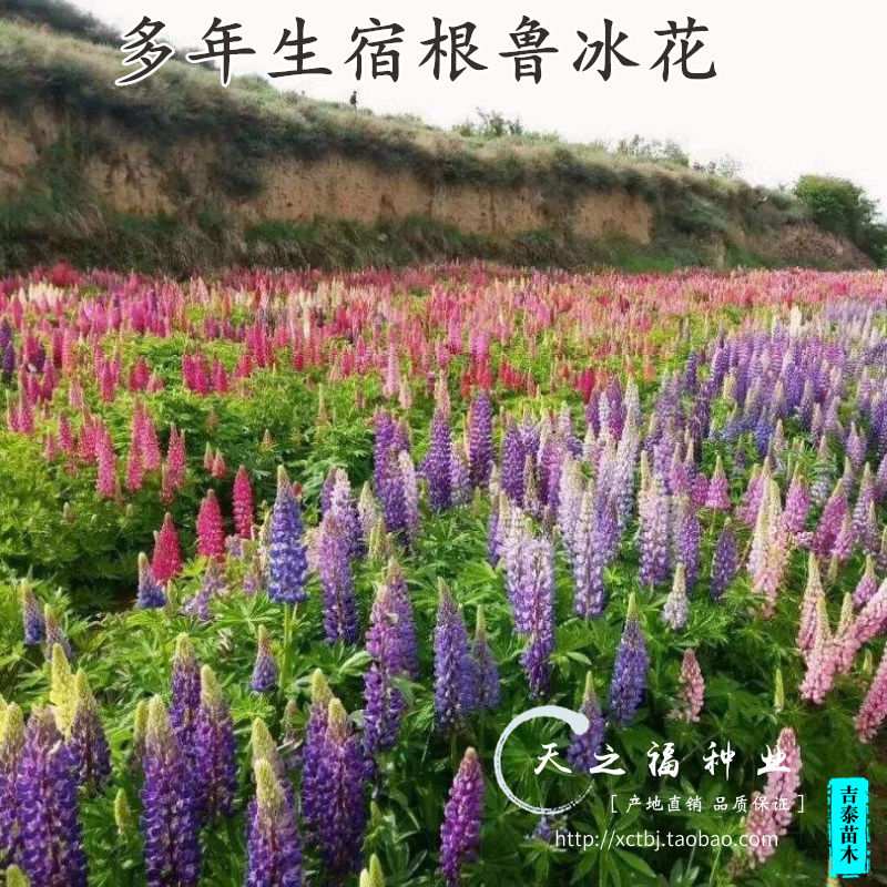 鲁冰花种子羽扇豆种子多叶羽扇豆种子多年生春秋播易种活花卉种子