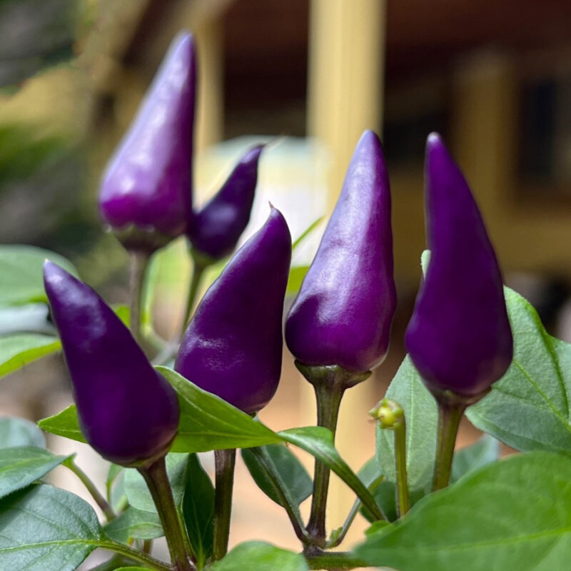 紫水晶观赏辣种子辣椒椒可食用彩椒朝天椒阳台盆栽菜园蔬菜种植