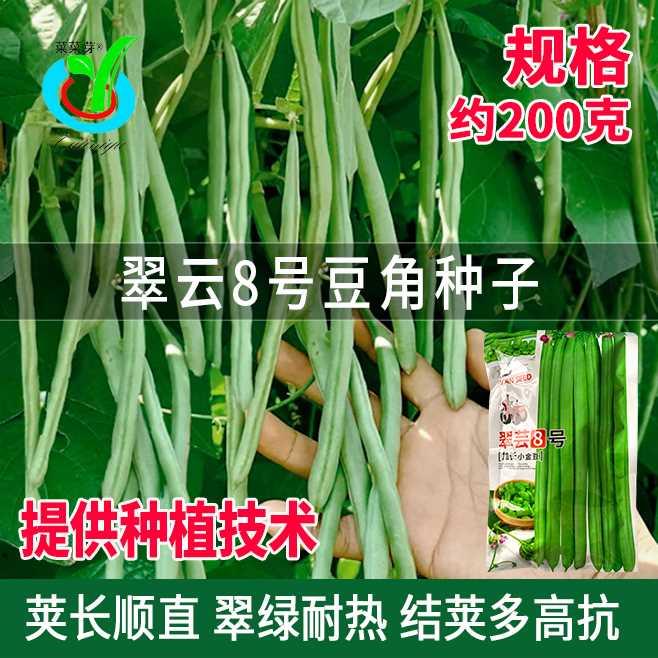 种子号翠芸豆角8加长小金豆无筋四季豆架芸豆籽压塌架农家蔬菜孑