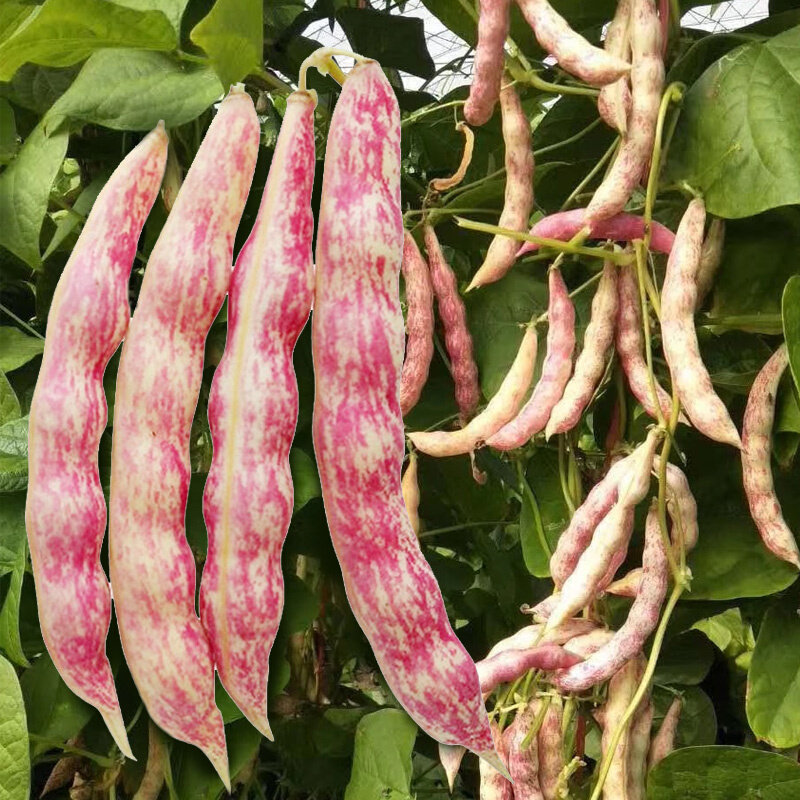 黄金勾种籽架豆王种沟春四高产豆角扁豆油子季蔬菜红金钩豆角种孑