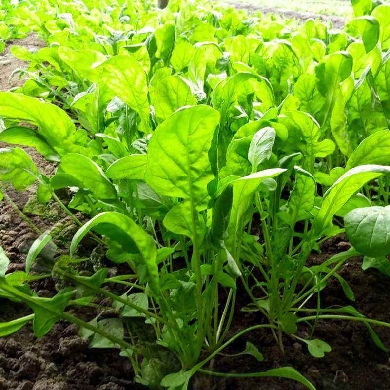 包邮大叶臭菜种子 味香独特爽口 春季秋季阳台菜园盆栽蔬菜籽臭菜