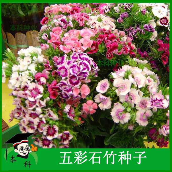 花种子 混色【美国五彩石竹种子】庭院阳台春秋季花籽花卉种孑