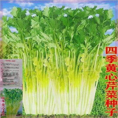 四季黄心芹种子实心种籽香芹小芹菜西芹青菜春夏秋季蔬菜种孑大全