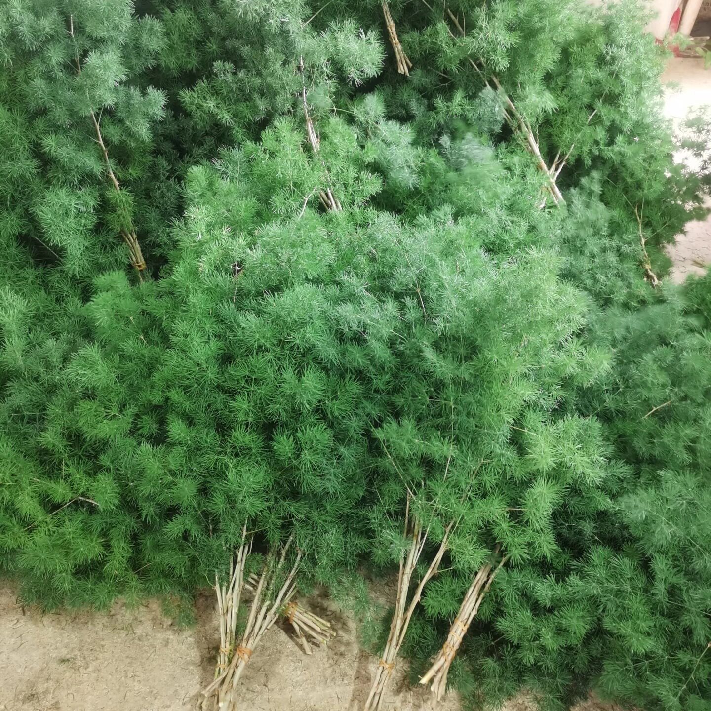 蓬莱松鲜切花插花绿配草水养鲜枝
