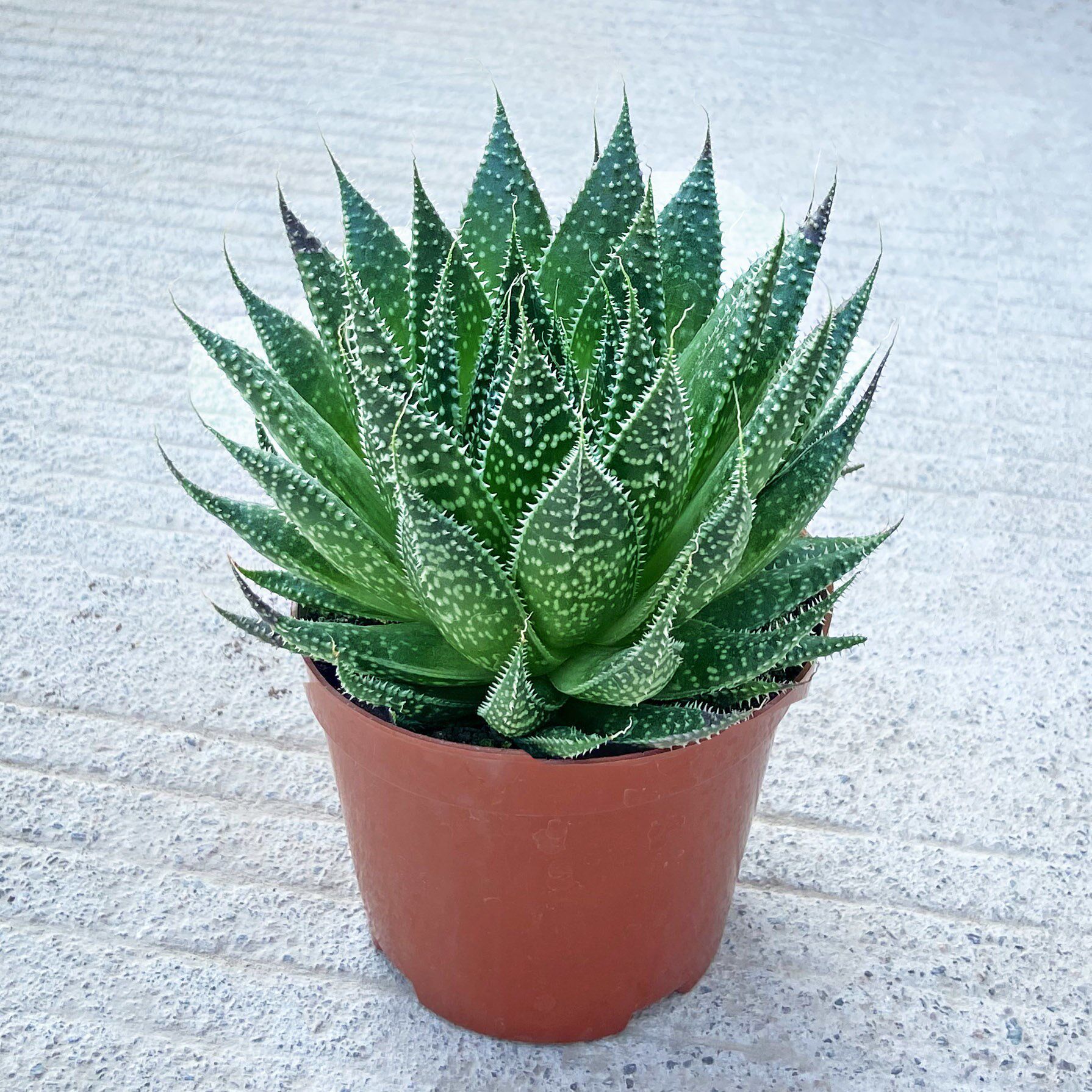 【推荐】幸运芦荟水培养植物室内芦荟盆栽绿植花卉好养易活懒人花
