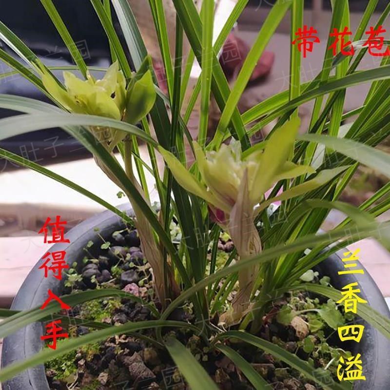 超低价 当年开花 带花苞春兰莲瓣兰 花蝴蝶室内外花卉盆栽绿植物
