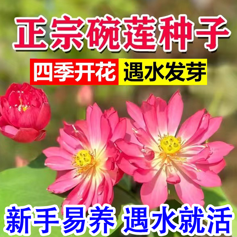 碗莲种植物花卉水培四季水培水养开花绿植荷花荷花水养莲花
