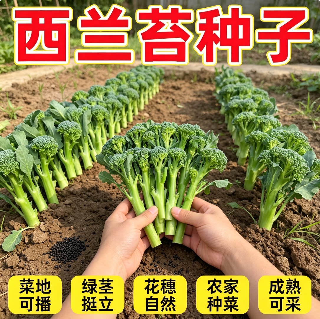 西兰苔种子蔬菜种籽四季春季可种菜园阳台盆栽庭院