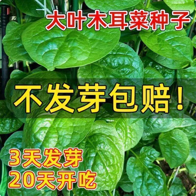大叶木耳菜种籽苗秧高产落葵豆腐菜种子春秋四季阳台盆栽蔬菜种孑