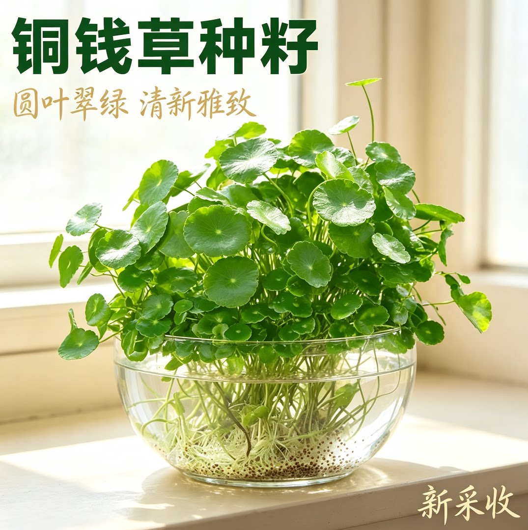 铜钱草草籽大叶子水养种籽四季播种水培植物花卉盆栽室内常绿种子