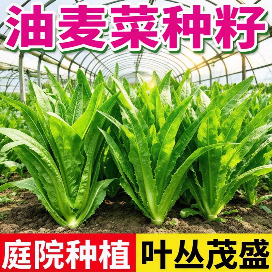 油麦菜种子四季清香无斑香麦菜籽青菜阳台盆栽农家简单种蔬菜种籽