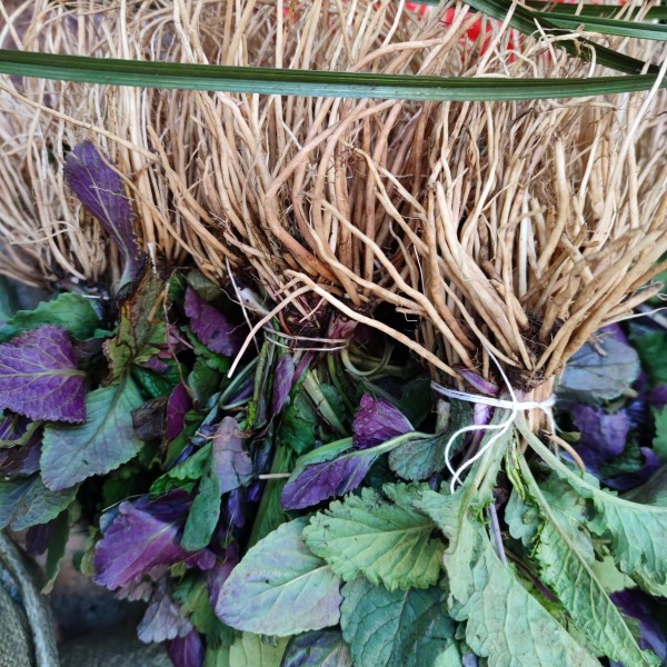 云南野青菜 新鲜现挖发货云南野青菜 紫叶菜 天青地红新鲜