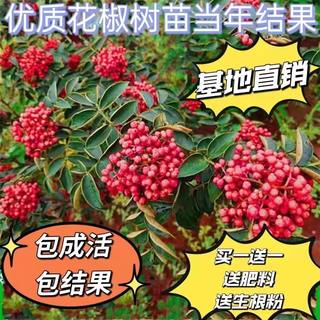 大红袍花椒苗树四川麻椒食用盆栽地栽南方北方种植花椒树当年结果