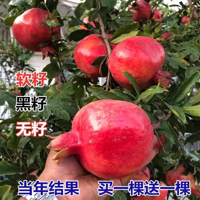 石榴树树苗红突尼斯软籽石榴苗无籽嫁接盆栽种植庭院果树果苗软子