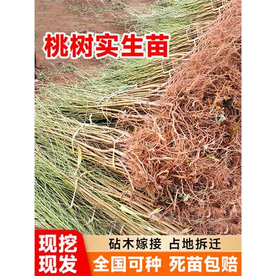 桃树果苗实生苗毛桃苗嫁接树苗新鲜砧木适合四季种植果树活苗正宗