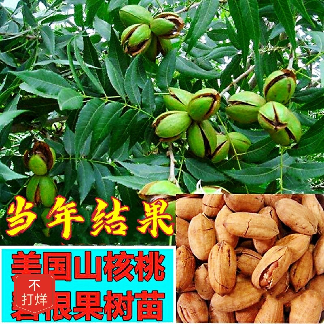 【48小时发货】美国碧根果树苗薄皮核桃树嫁接苗长寿果当年结果南