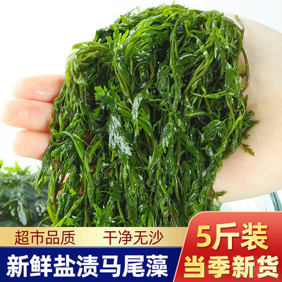 5斤装盐渍马尾藻鲜知岚鞭炮长寿