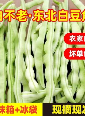现摘东北白豆角老来少豆角