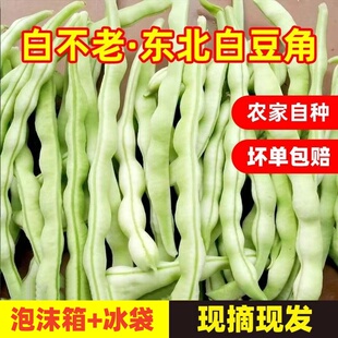 东北白不老豆角新鲜现摘东北架豆老来少芸豆四季豆角蔬菜当季包邮
