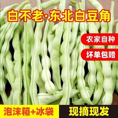 现摘东北白豆角老来少豆角