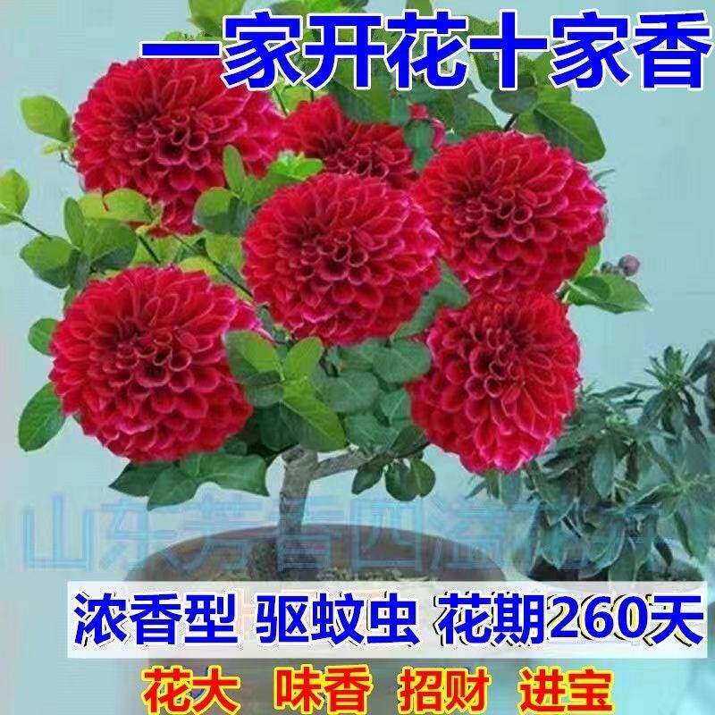 浓香型大花十里香盆栽美人花花期超长的花卉耐热又耐寒的植物室外