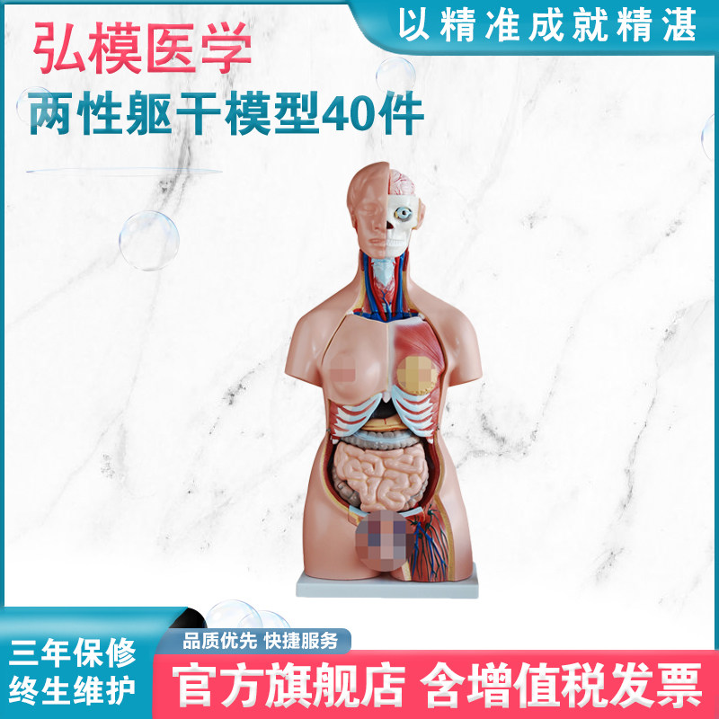 弘模HOM/208两性模型40件85CM人体解剖结构可拆分附内脏 男女生殖器互换 子宫带胎儿教学仿真半身模型