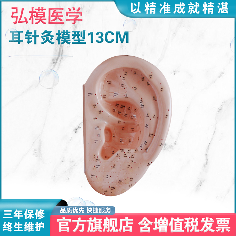 耳豆模型弘模贴耳穴压豆耳贴