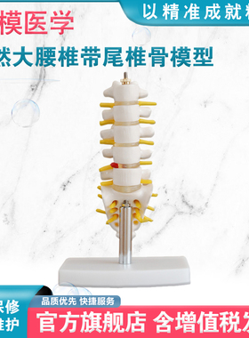 弘模HOM/XC119自然大腰椎带尾椎骨模型5节腰椎、骶骨、尾骨、有底座脊椎教学培训骨骼模型