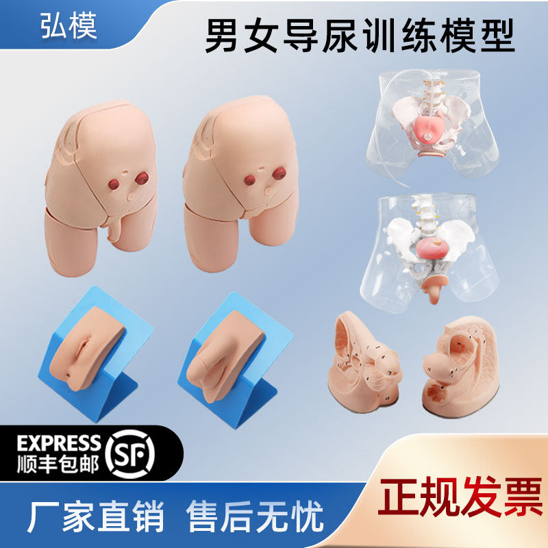 弘模灌肠及导尿模型 男性内外生殖解剖模型简易导尿模型男女性导尿训练演示模型女导尿练习模型