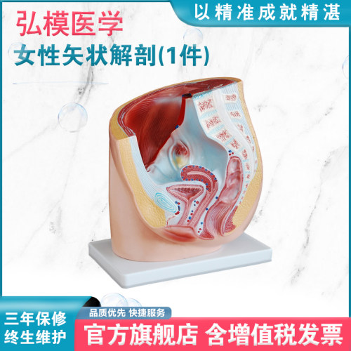 女性矢状解剖模型妇科练习模具