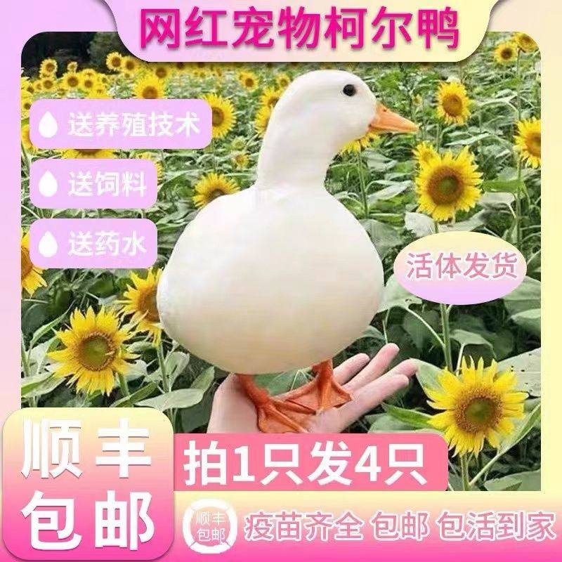 柯尔鸭活宠物鸭子活宠物幼苗科尔鸭活体小黄鸭幼崽观赏可繁殖产蛋