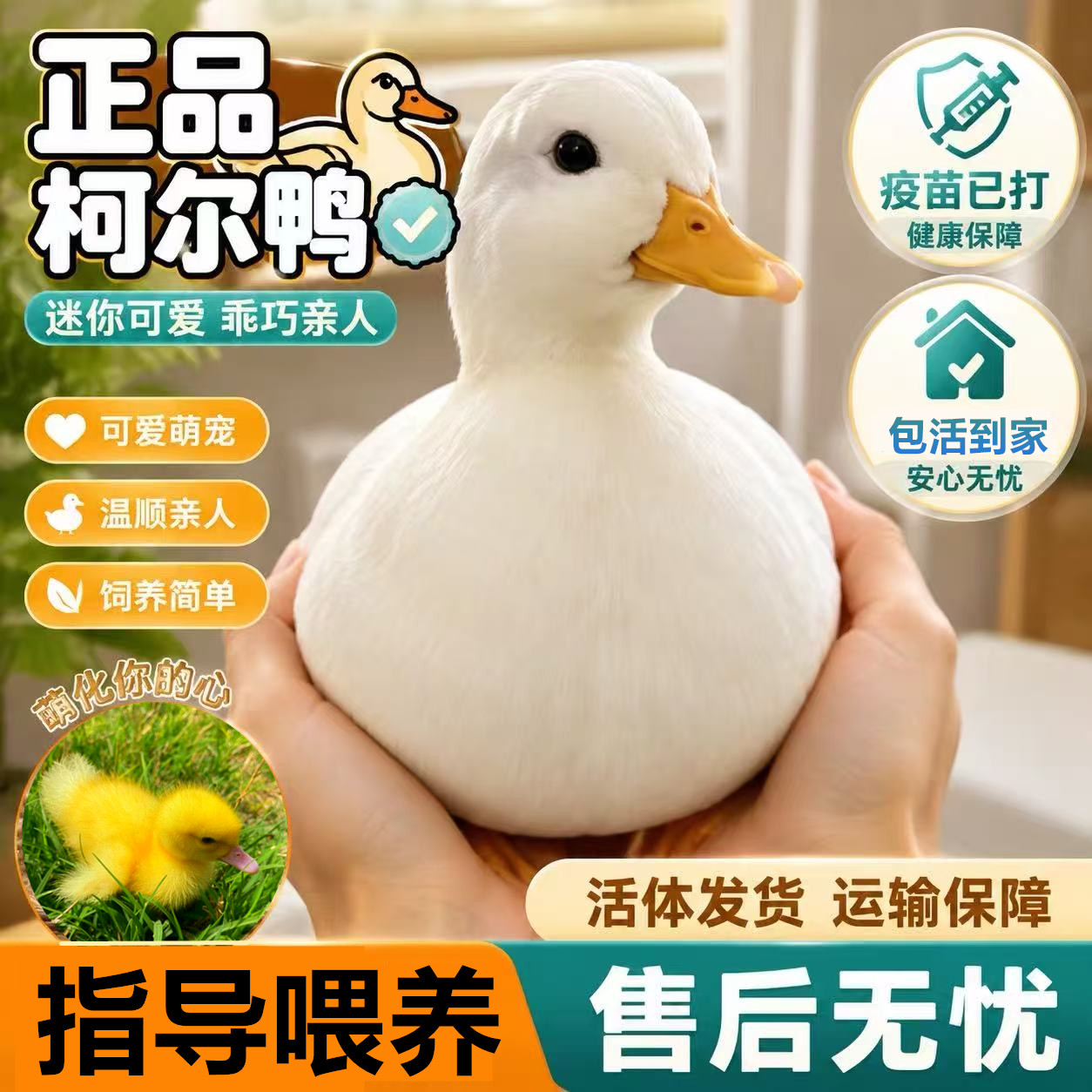 柯尔鸭累计销售5000十